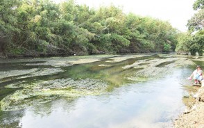 オオカナダモ大量