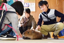 カピパラ