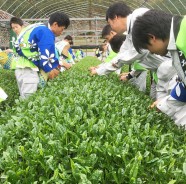 大台で茶摘み