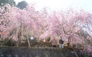 しだれ桜