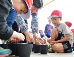 下御糸小、綿の種まき