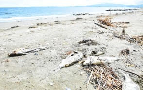 170818大淀海岸に魚が…
