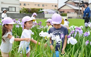 180606花しょうぶ