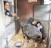 長谷川さん宅のイノシシ