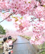 三雲の河津桜