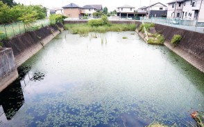 190727ウシガエル問題