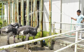 190806ダチョウに水