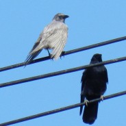 191107灰色のカラス