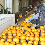 200213寿太郎温州ミカンの出荷