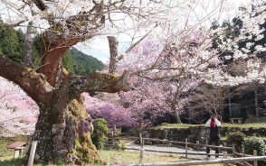 200325春谷寺の江戸ヒガン桜
