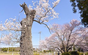 200326明和のヒガンザクラ