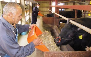200417相可高の松阪牛、教員が飼育