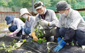 200528赤桶でサツマイモ苗植え