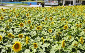200625大台町のヒマワリ畑