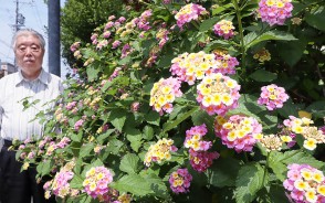 200608油屋公園でランタナ