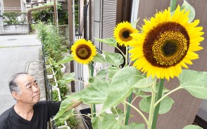 200730石津町自治会のヒマワリ