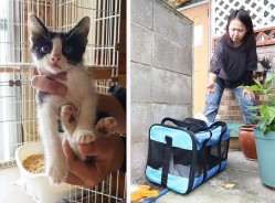 200701清生町で子猫遺棄