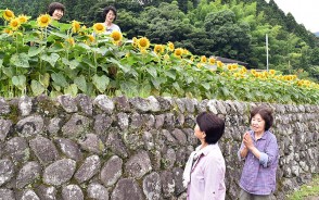 200730勢津町、棚田にヒマワリ