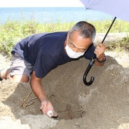 200703ウミガメ産卵