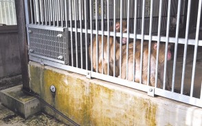 200915中部台公園の猿
