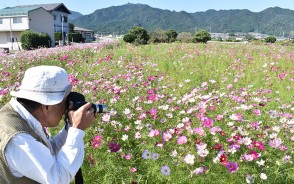 201014コスモス
