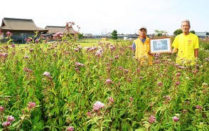201010斎宮跡にフジバカマ咲く
