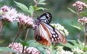 201013アサギマダラ飛来