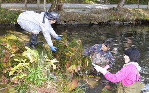 201111丹生大師で外来の藻除去