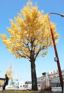 201118松阪駅前のイチョウ