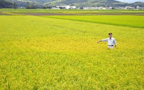 210812雷で田が変色
