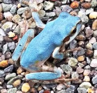 210903岩崎さん宅に青いカエル