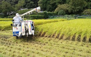 210907元丈の里でれんげ米