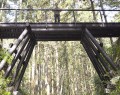 架け替わった新しい馬鹿曲橋の上に立つ筒井さん＝大台町神瀬で