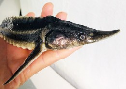 220707チョウザメ