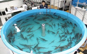 220707宮川ちょうざめキャビア