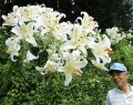 26輪の花を付けたヤマユリを眺める中川さん＝嬉野上小川町で