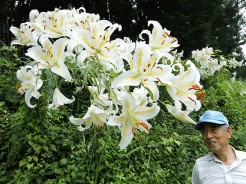 26輪の花を付けたヤマユリを眺める中川さん=嬉野上小川町で