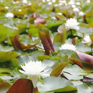 満開に咲き、見頃を迎えたスイレン=多気町丹生の神宮寺で