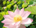 きれいなピンク色の花を咲かせる大賀ハス＝多気町牧の光法池で