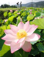きれいなピンク色の花を咲かせる大賀ハス=多気町牧の光法池で