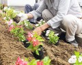 花の植え替え作業に汗を流すメンバー＝大黒田町の花岡公民館横の花壇で