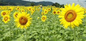 満開のヒマワリと小林会長=多気町三疋田で