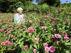 ヒャクニチソウに囲まれる井田さん=多気町色太の自宅裏庭で